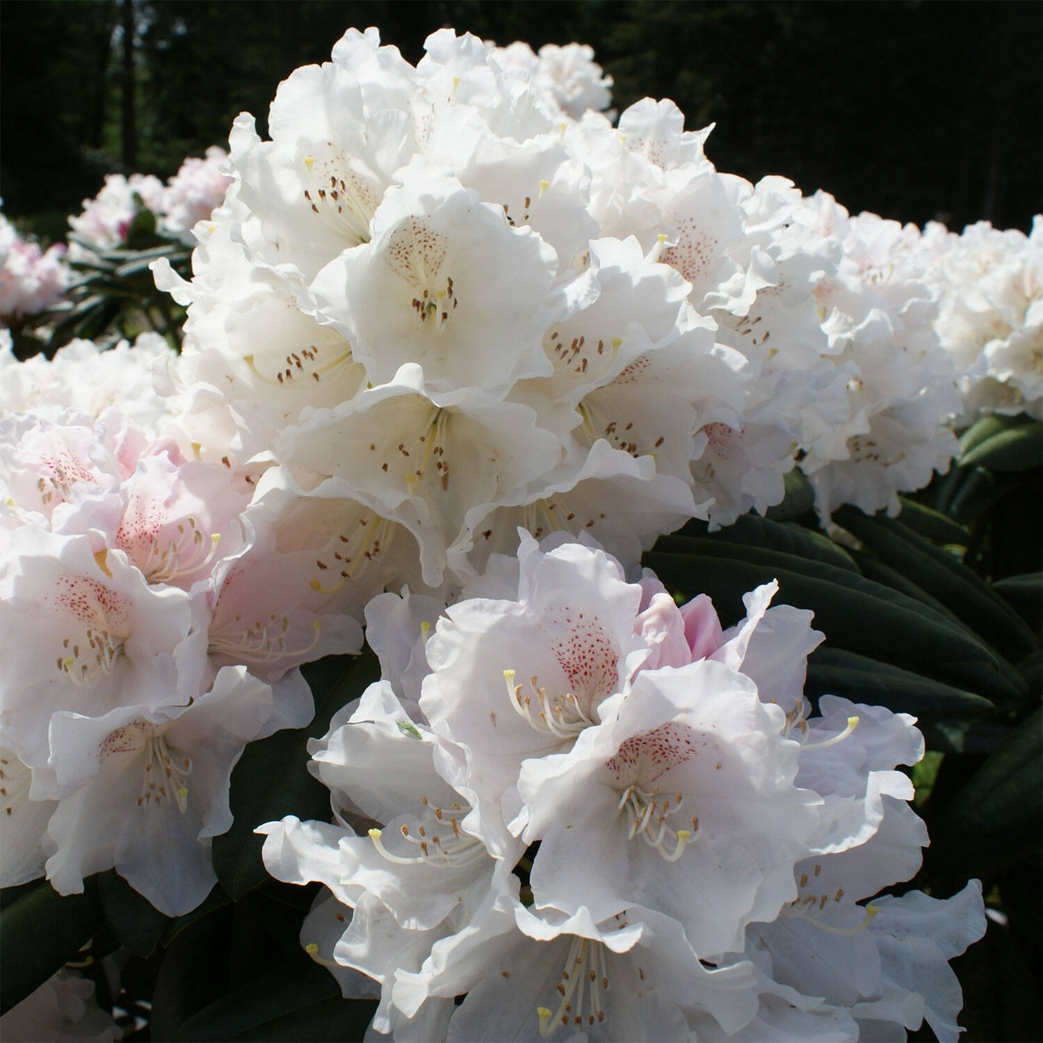 Kategorie <b>Hecken </b> - Rhododendron 'Schneekrone' - Rhododendron yakushimanum 'Schneekrone'