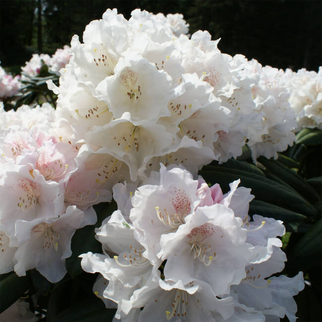 Rhododendron yakushimanum Schneekrone