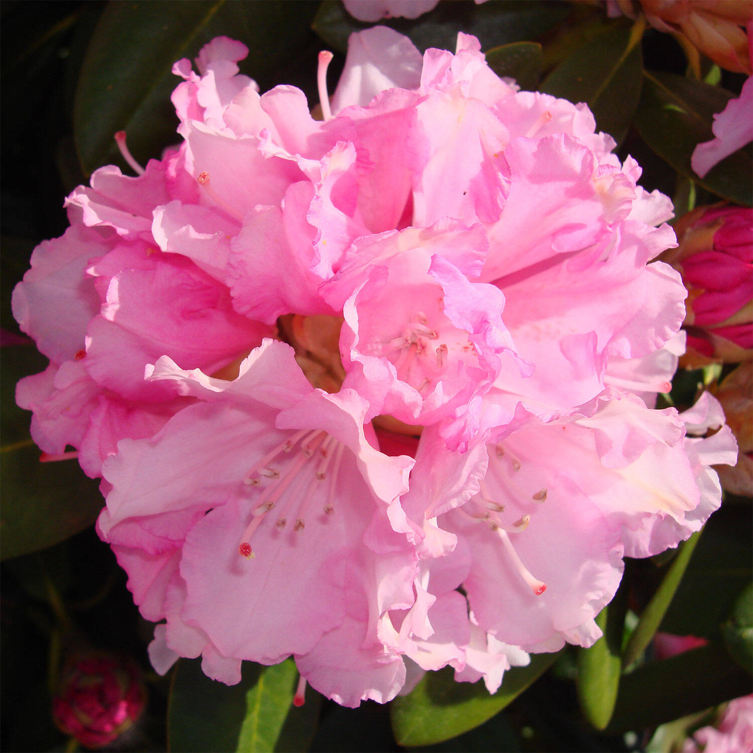 Kategorie <b>Hecken </b> - Rhododendron 'Silberwolke' - Rhododendron yakushimanum 'Silberwolke'