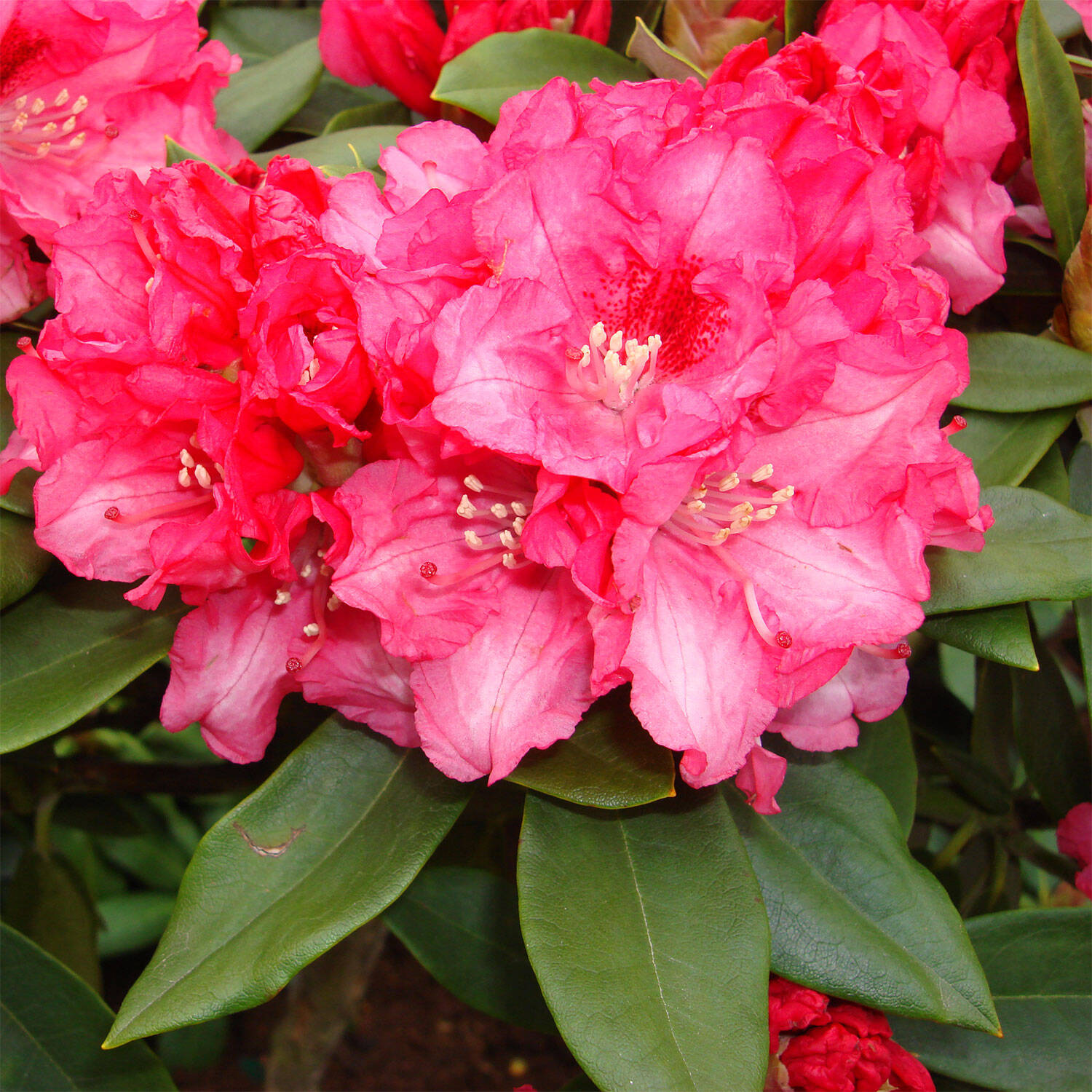 Kategorie <b>Hecken </b> - Rhododendron 'Tina Heinje' - Rhododendron yakushimanum 'Tina Heinje'
