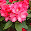 Rhododendron yakushimanum Tina Heinje