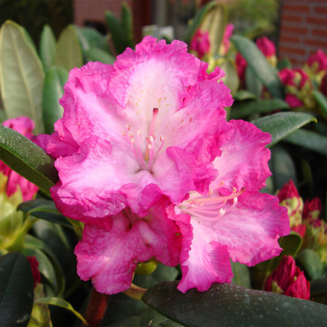 Rhododendron yakushimanum Blurettia