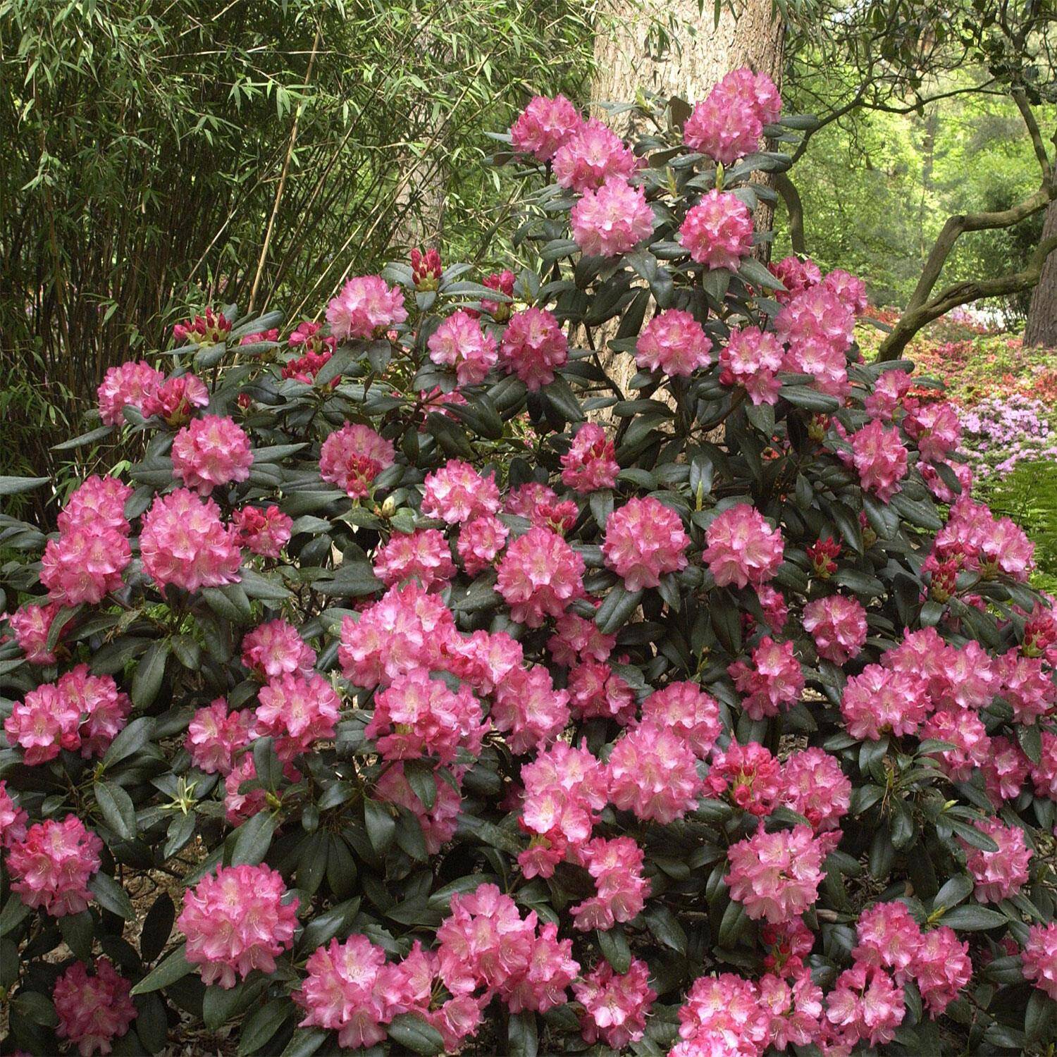 Kategorie <b>Hecken </b> - Rhododendron 'Marlis' - Rhododendron yakushimanum 'Marlis'