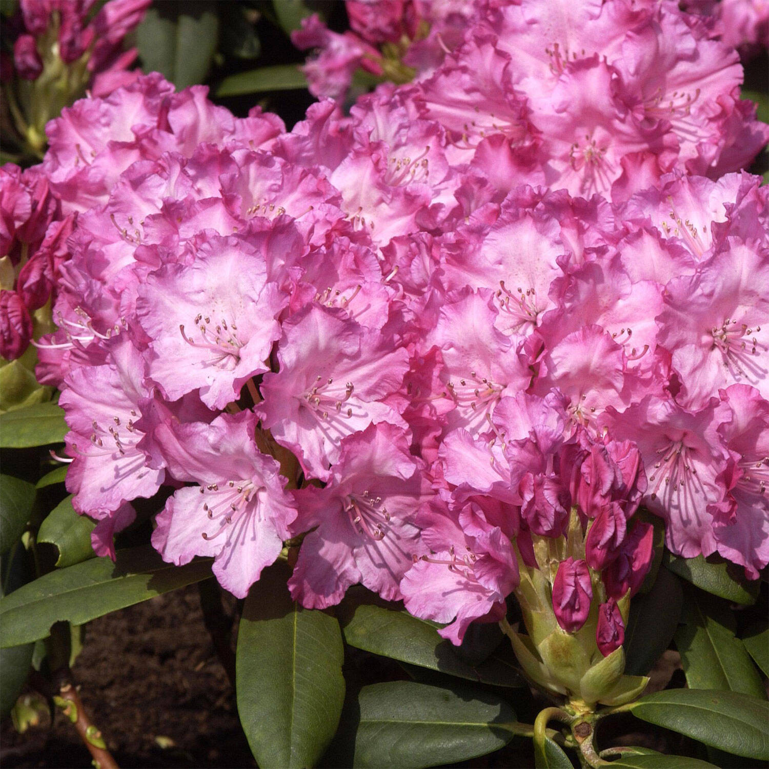 Kategorie <b>Hecken </b> - Rhododendron 'Tatjana' - Rhododendron yakushimanum 'Tatjana'