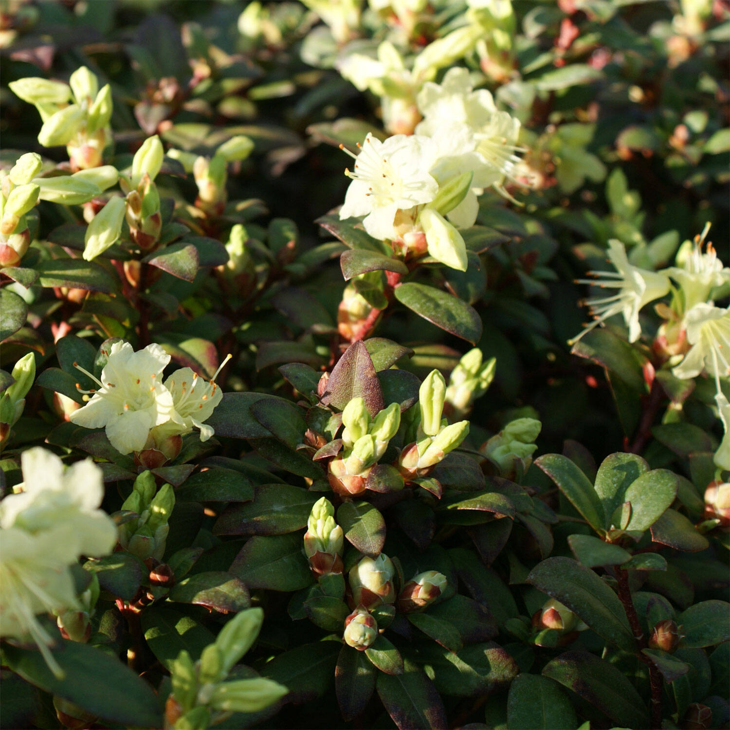 Kategorie <b>Hecken </b> - Rhododendron 'Princess Anne' - Rhododendron hanceanum 'Princess Anne'