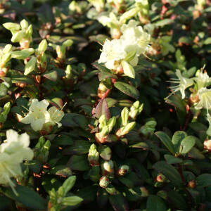 Rhododendron hanceanum Princess Anne