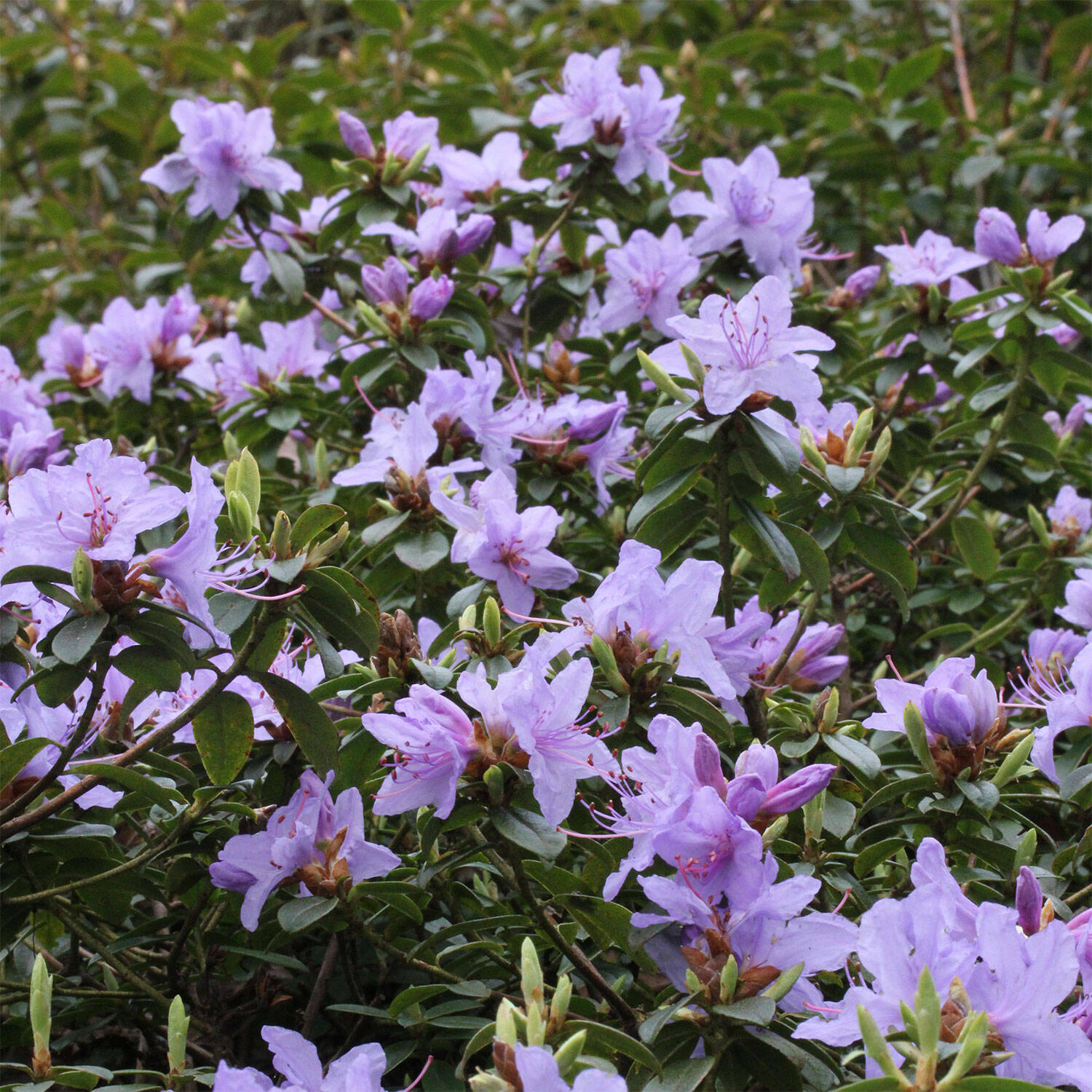 Kategorie <b>Hecken </b> - Rhododendron 'Blue Tit' - Rhododendron impeditum 'Blue Tit'