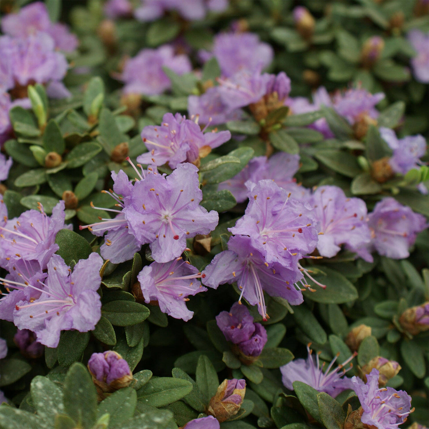 Kategorie <b>Hecken </b> - Rhododendron 'Ramapo' - Rhododendron impeditum 'Ramapo'