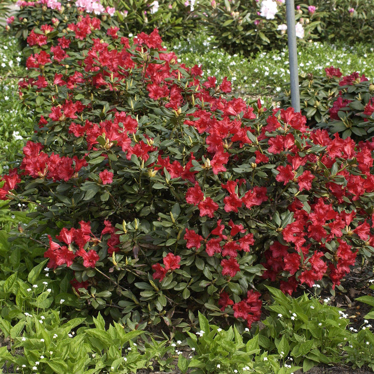 Kategorie <b>Hecken </b> - Rhododendron 'Baden-Baden' - Rhododendron repens 'Baden-Baden'