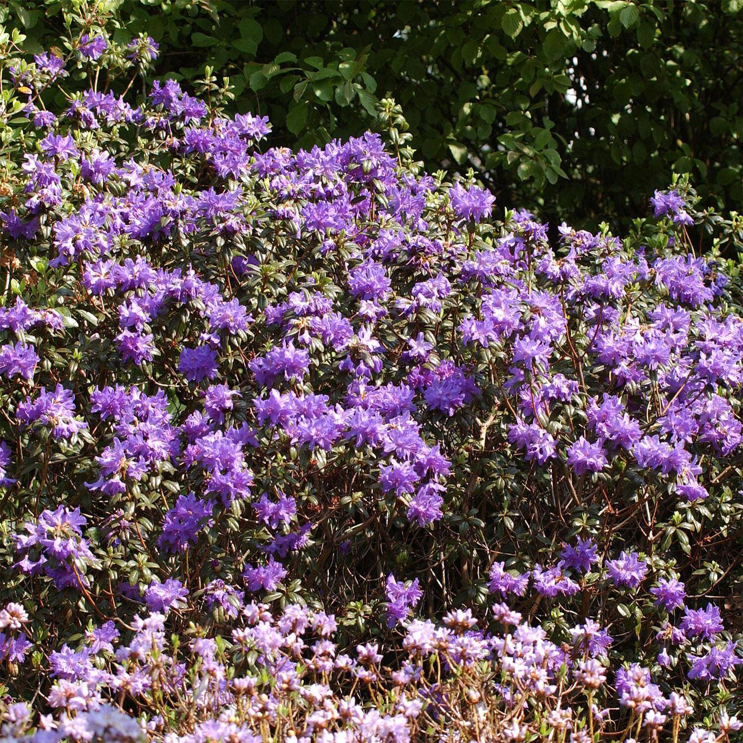 Kategorie <b>Hecken </b> - Rhododendron 'Azurwolke' - Rhododendron russatum 'Azurwolke'
