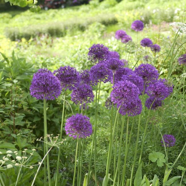 Allium aflatunense Purple Sensation