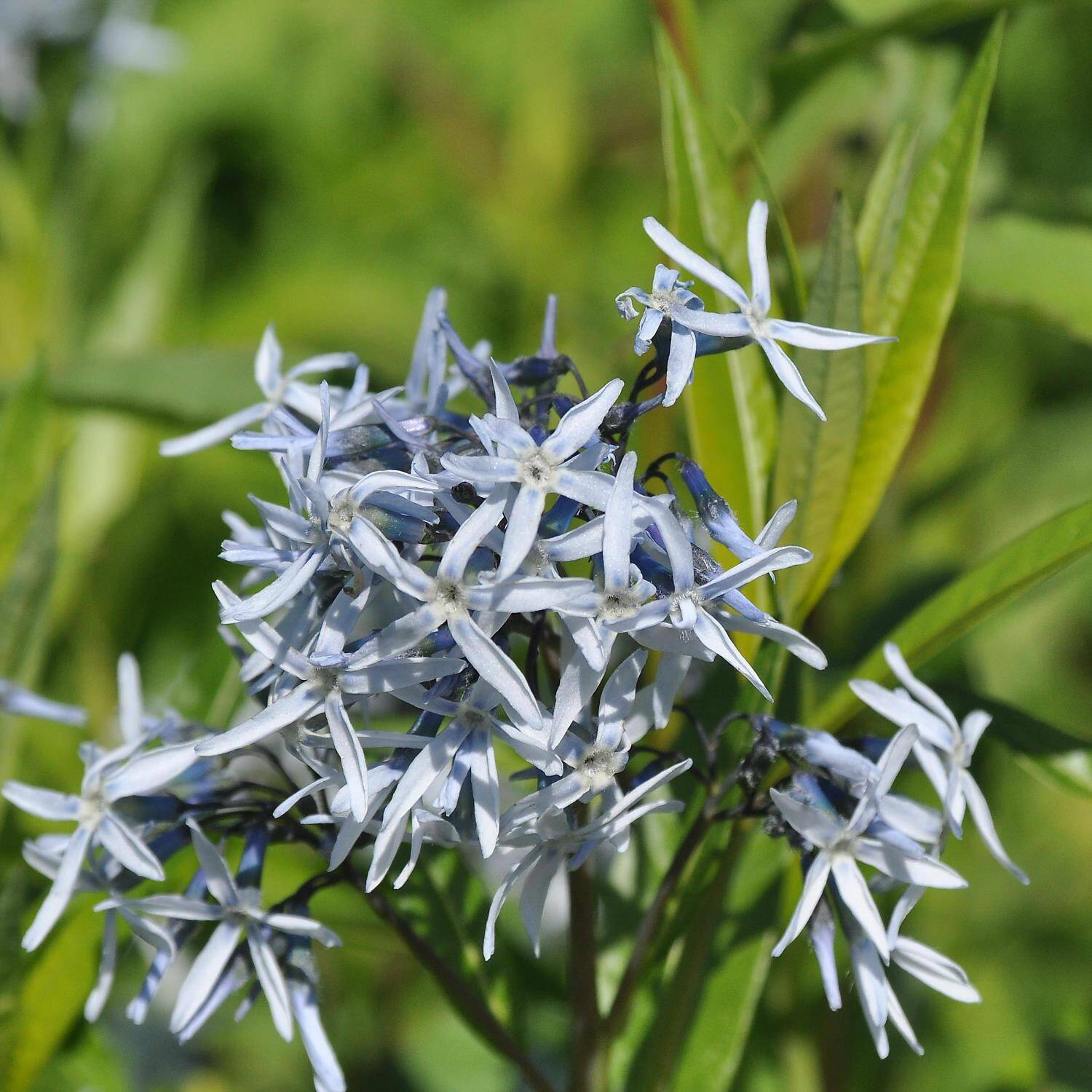  Blausternbusch - Amsonia tabernaemontana