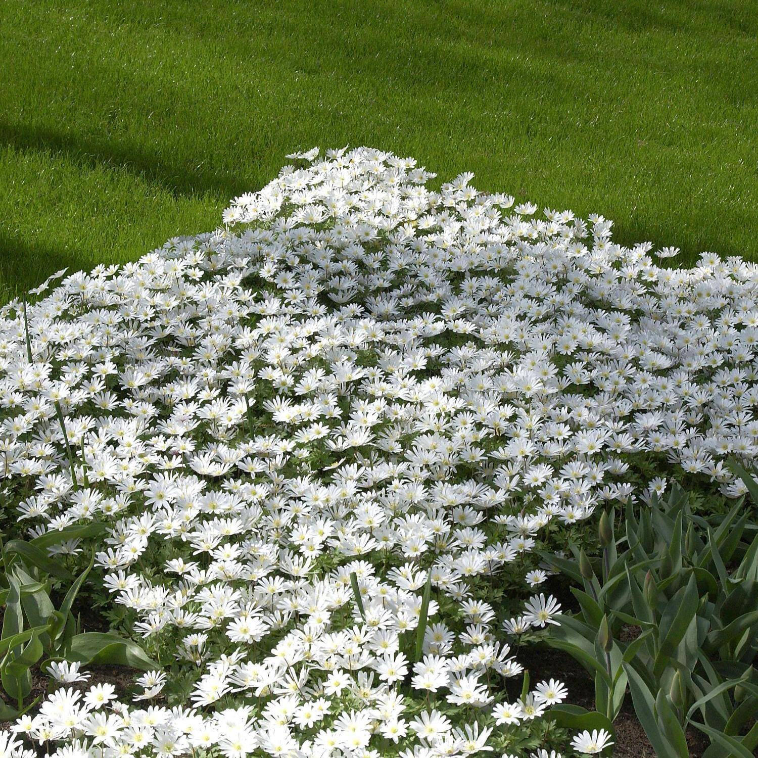 Kategorie <b>Stauden </b> - Frühlings-Anemone 'White Splendour' - Anemone blanda 'White Splendour'