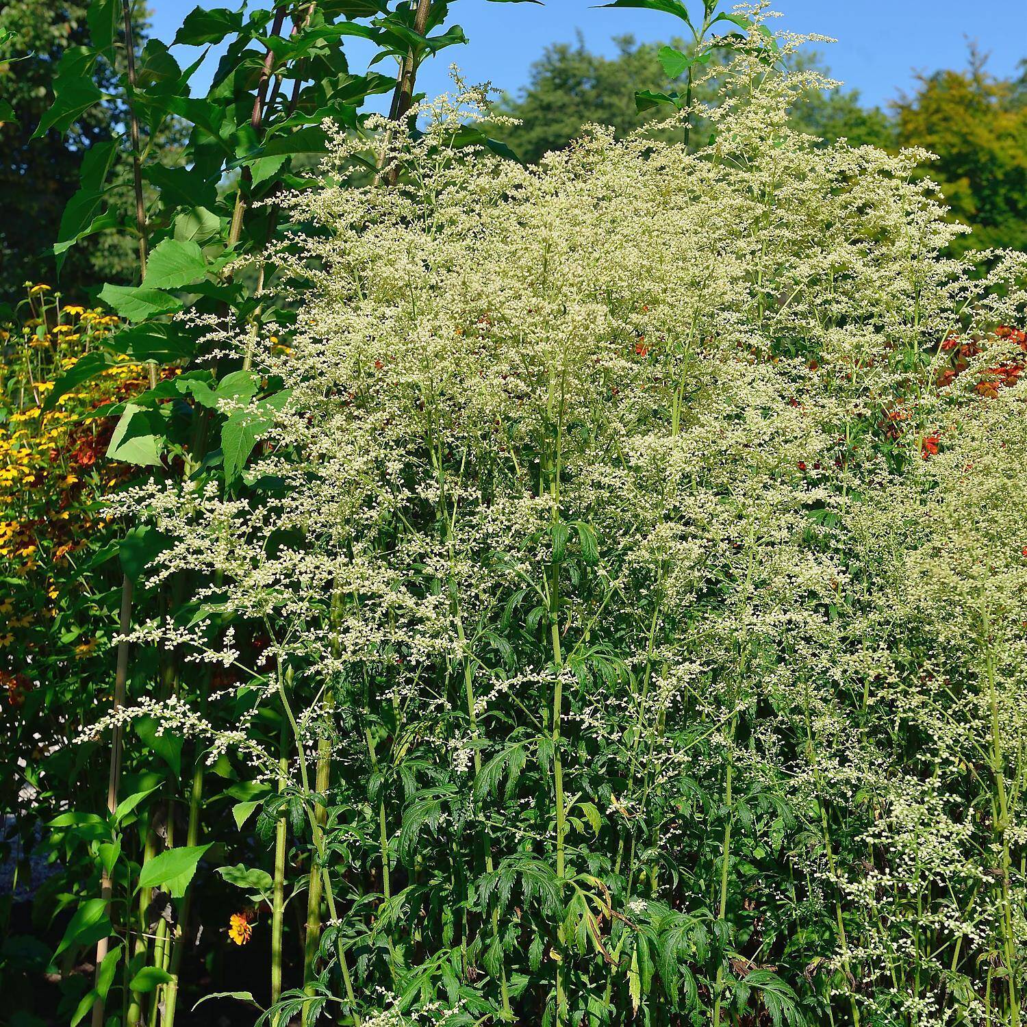 Kategorie <b>Stauden </b> - Elfenraute 'Elfenbein' - Artemisia lactiflora 'Elfenbein'