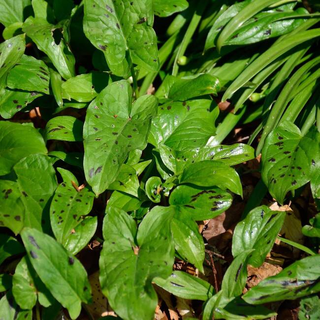 Arum maculatum var. immaculatum