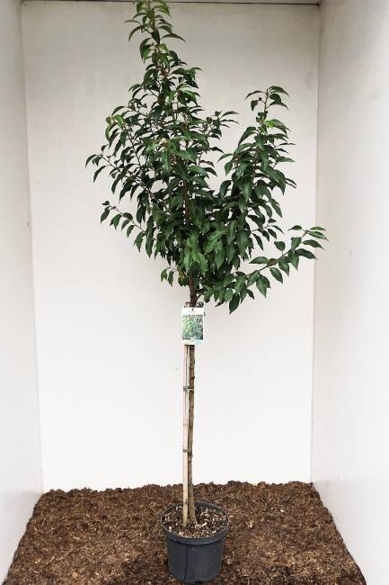 Prunus lusitanica Angustifolia C 5 Sth 80 cm