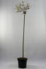 Salix integra Hakuro Nishiki C 7,5 Sth 125 cm
