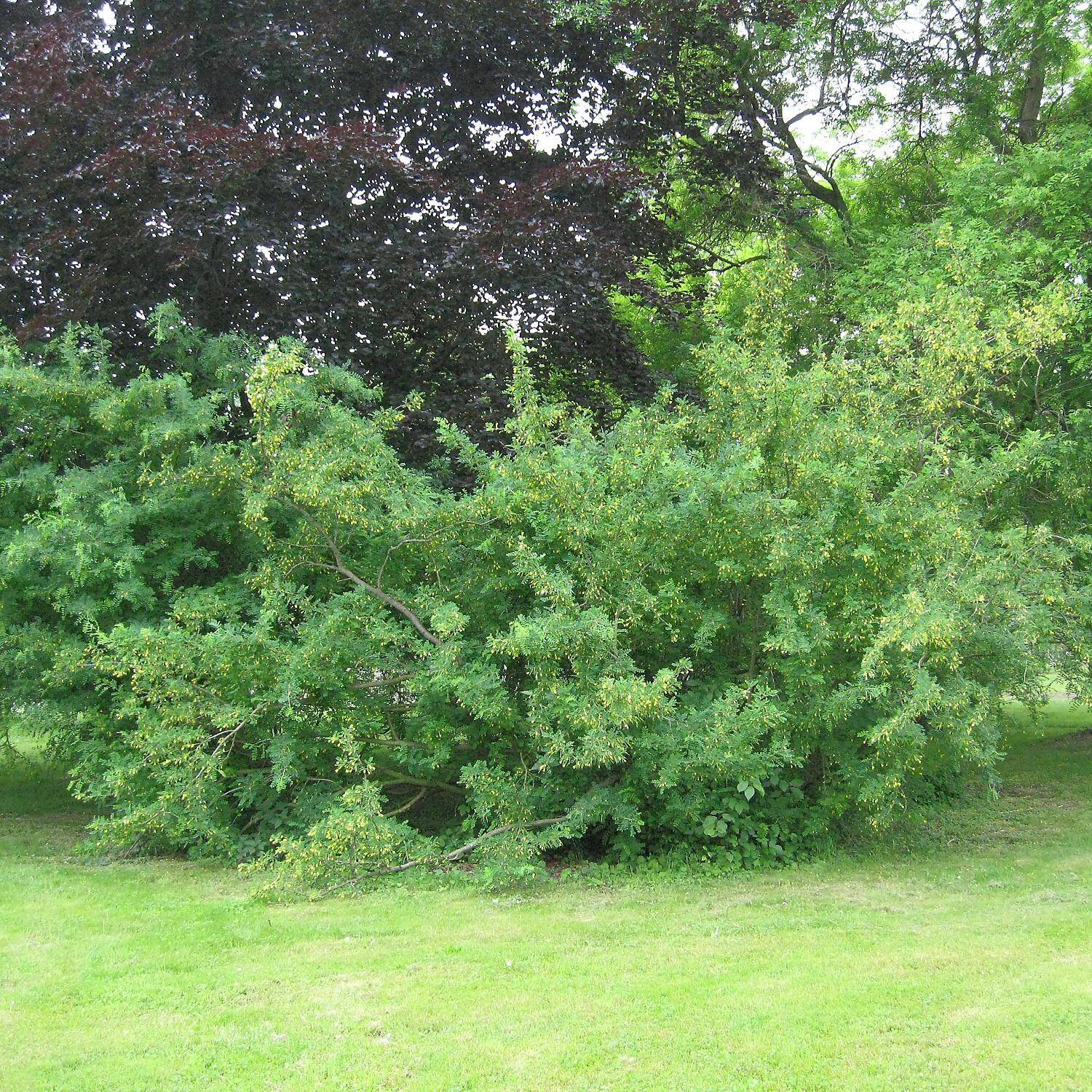  Gewöhnlicher Erbsenstrauch - Caragana arborescens