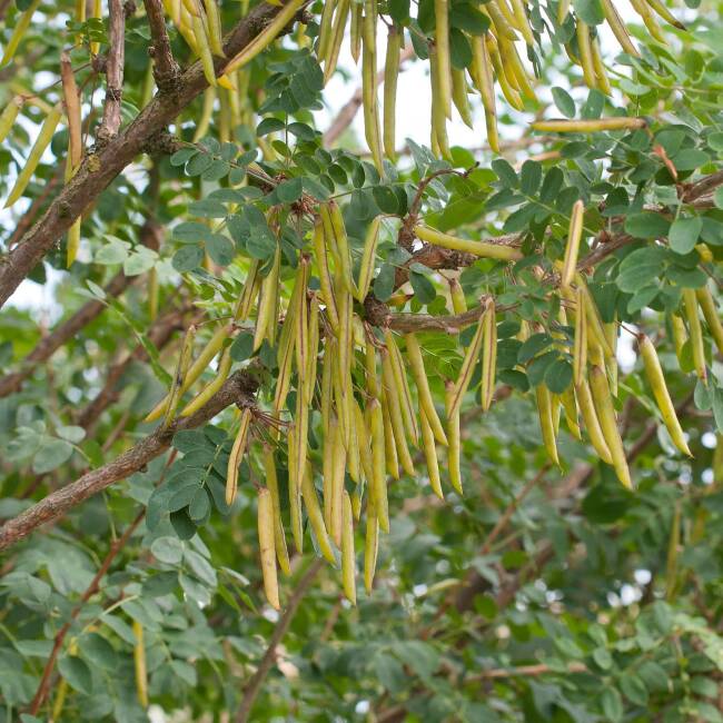 Caragana arborescens C 3 60-100 cm