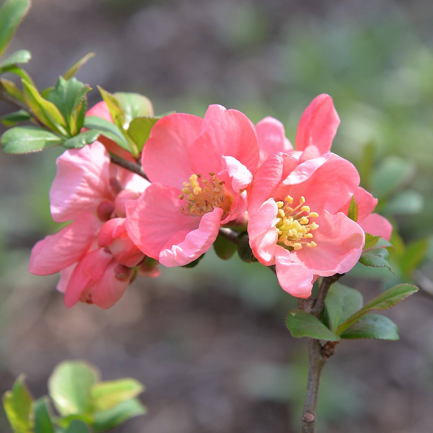 Zierquitte 'Pink Lady' - Chaenomeles 'Pink Lady'