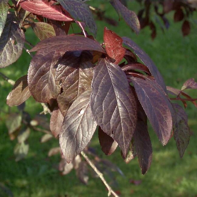 Prunus cerasifera Hollywood C 5 60-100 cm