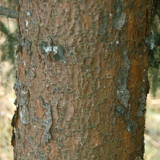 Picea omorika