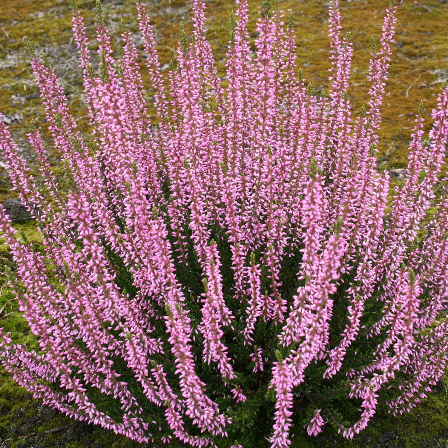 Kategorie <b>Rhododendren, Azaleen und Heide </b> - Sommerheide / Besenheide 'Pink Alicia' -S- Gardengirls® - Calluna vulgaris 'Pink Alicia' -S-