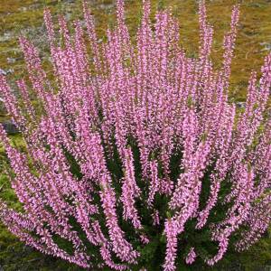 Calluna vulgaris Pink Alicia -S-