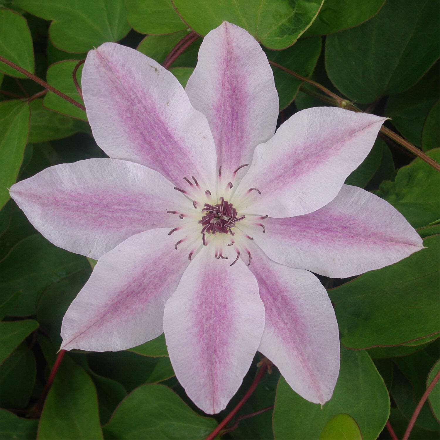 Blüte einer Clematishybride