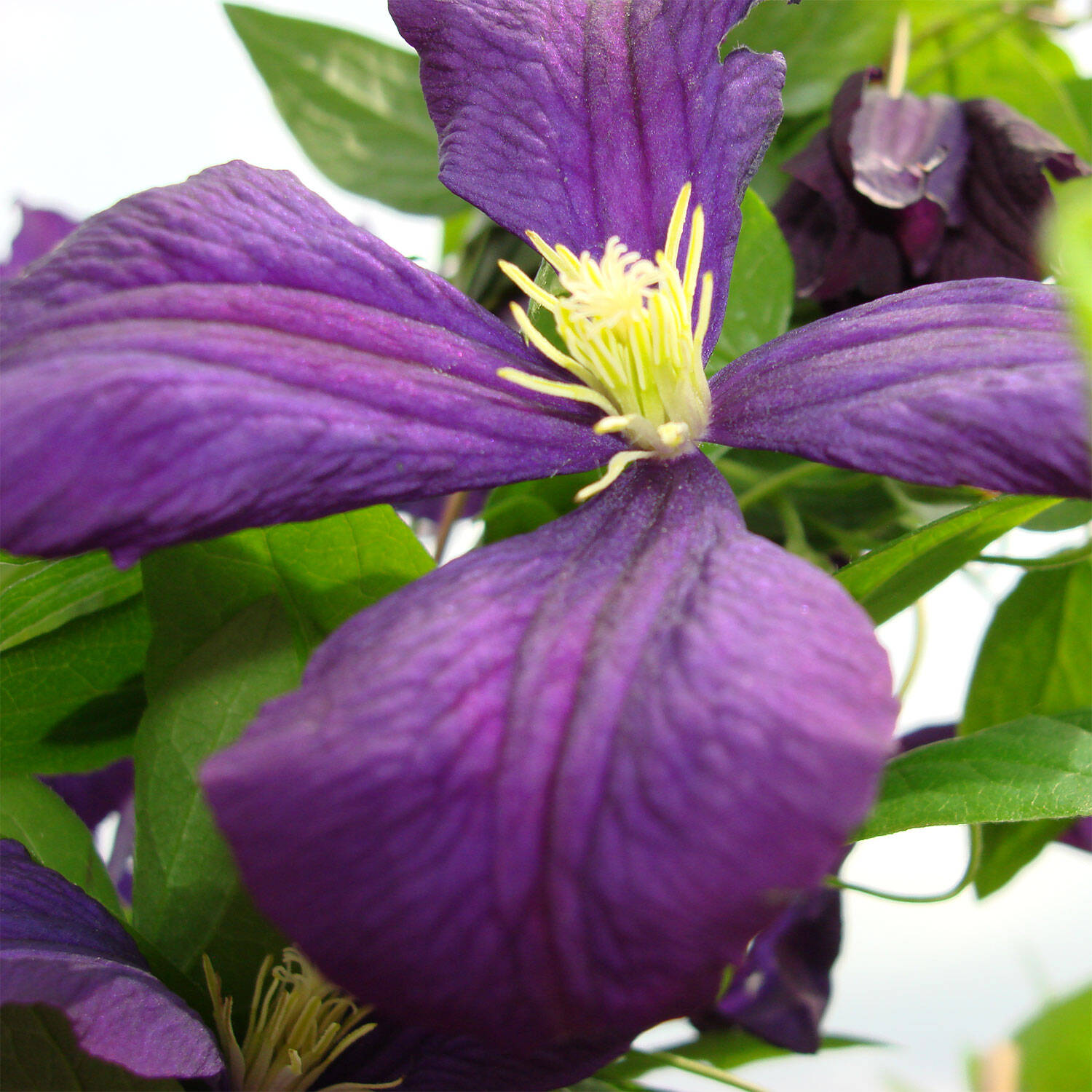 Kategorie <b>Kletterpflanzen </b> - Waldrebe 'Etoile Violette' - Clematis 'Etoile Violette'