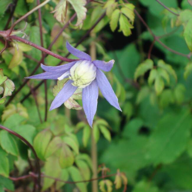Clematis Francis Rives