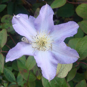 Clematis Ice Crystal®