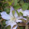 Clematis Ice Crystal®
