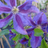 Clematis Mrs. N. Thompson