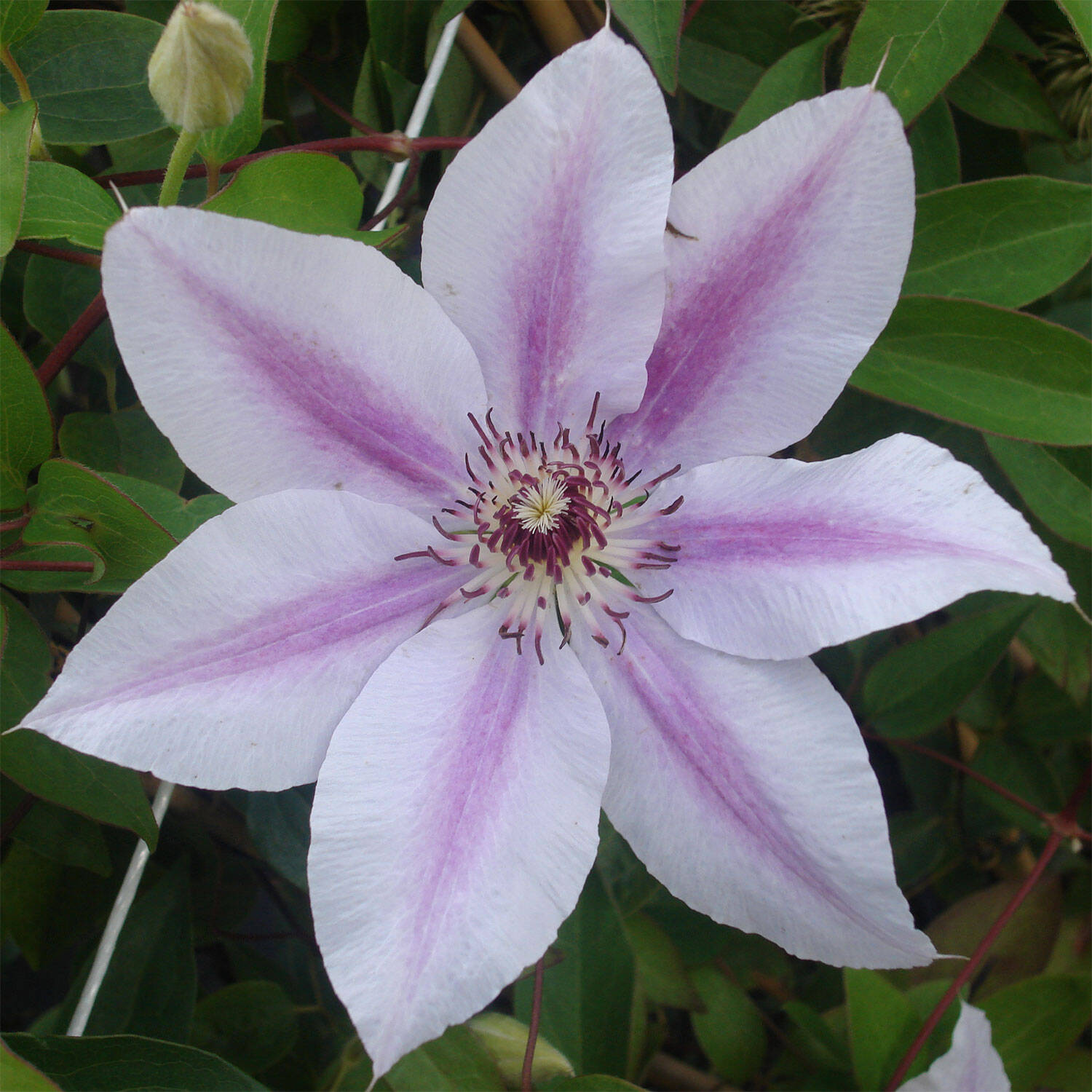  Waldrebe 'Nelly Moser' - Clematis 'Nelly Moser'