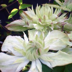 Clematis Peppermint TM
