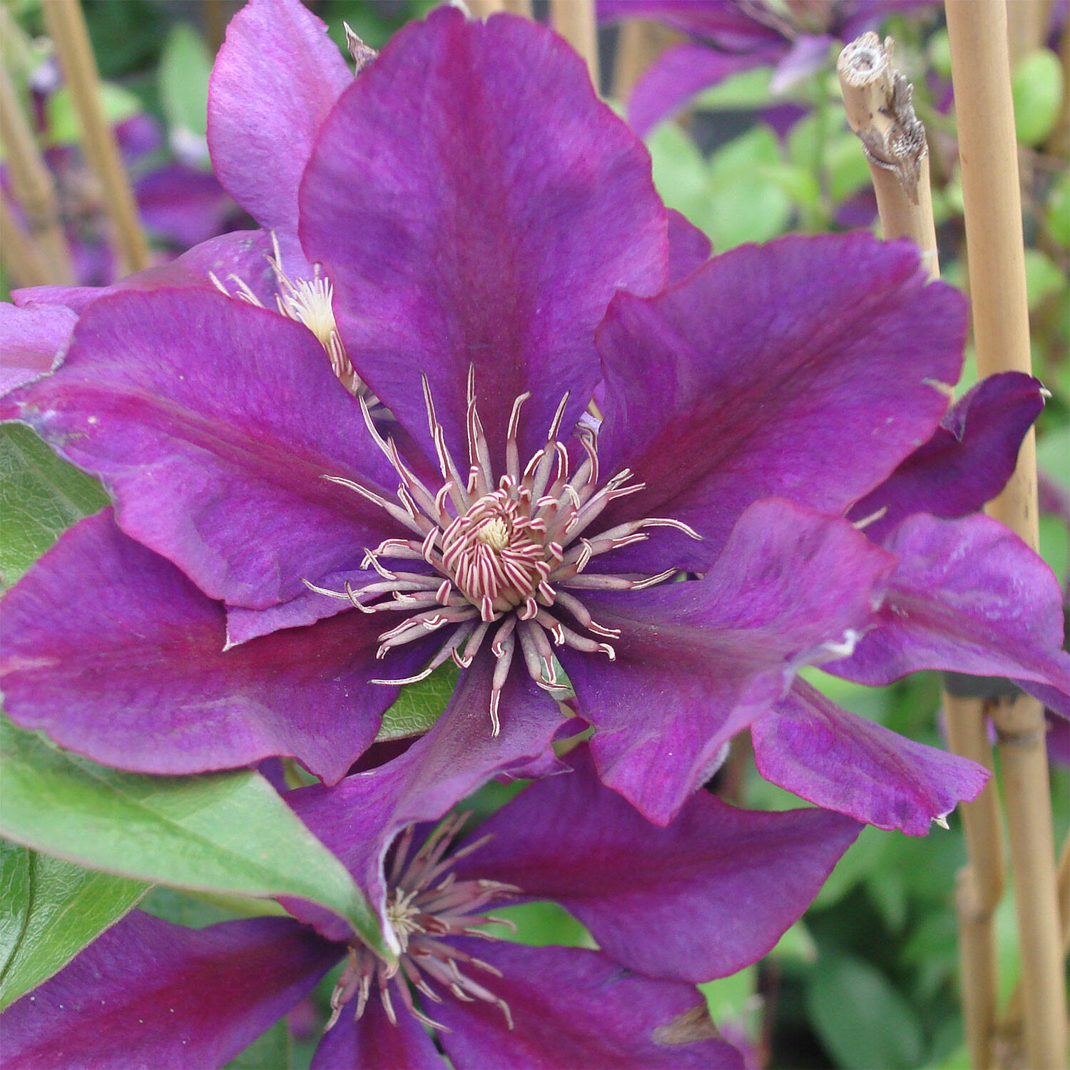  Waldrebe 'Picardy' TM - Clematis 'Picardy' TM