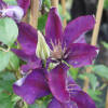 Clematis Picardy TM
