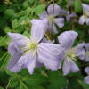 Clematis Prince Charles