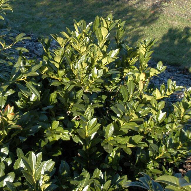 Prunus laurocerasus Diana