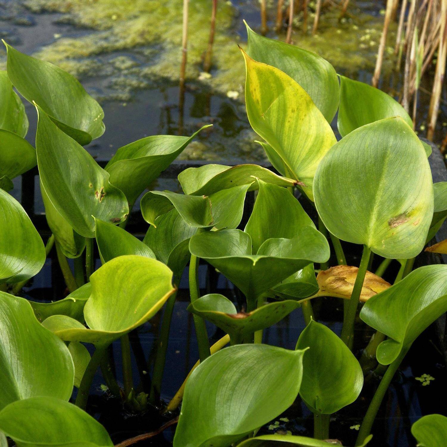 Kategorie <b>Stauden </b> - Sumpfkalla - Calla palustris