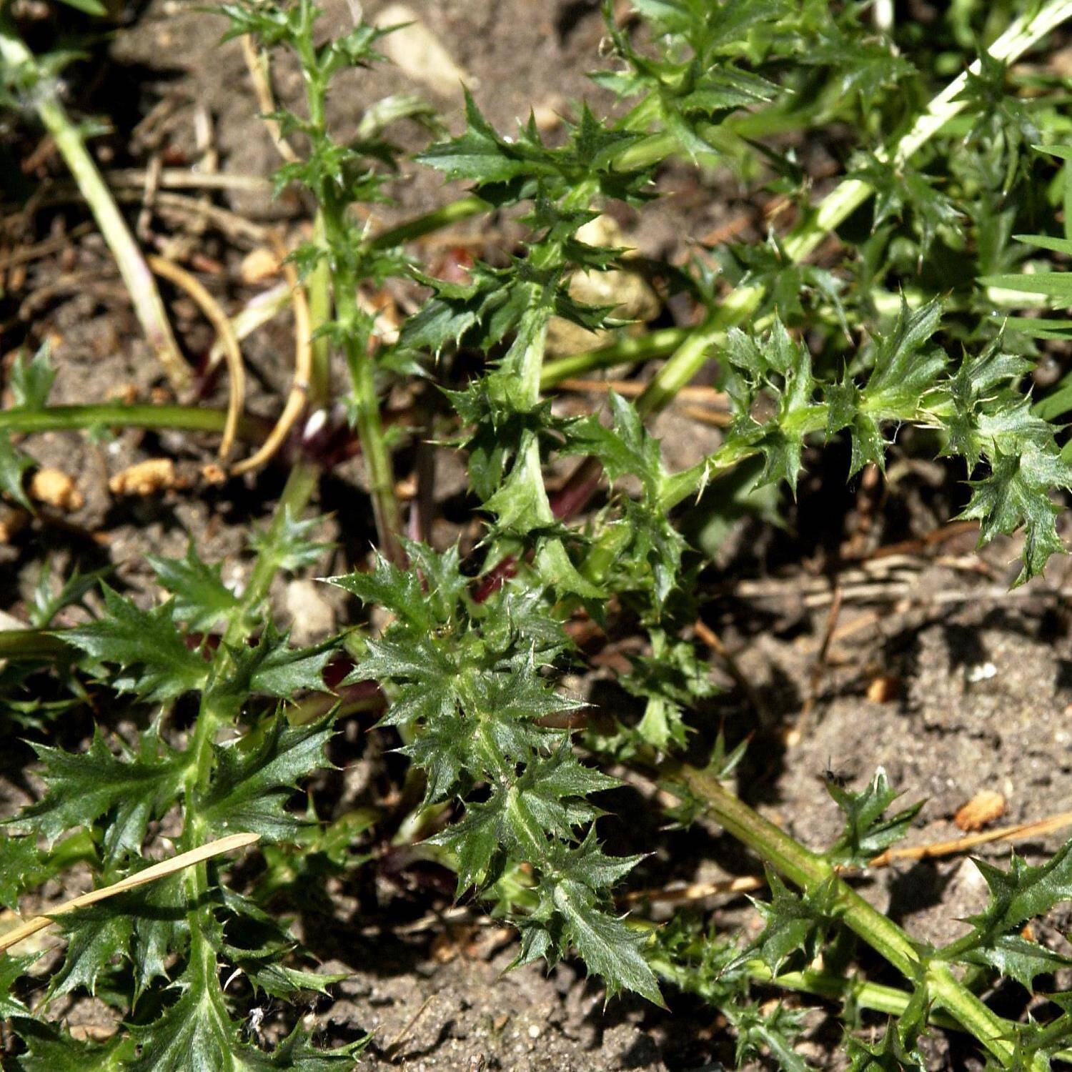 Kategorie <b>Stauden </b> - Stängel Silberdistel - Carlina acaulis ssp. simplex
