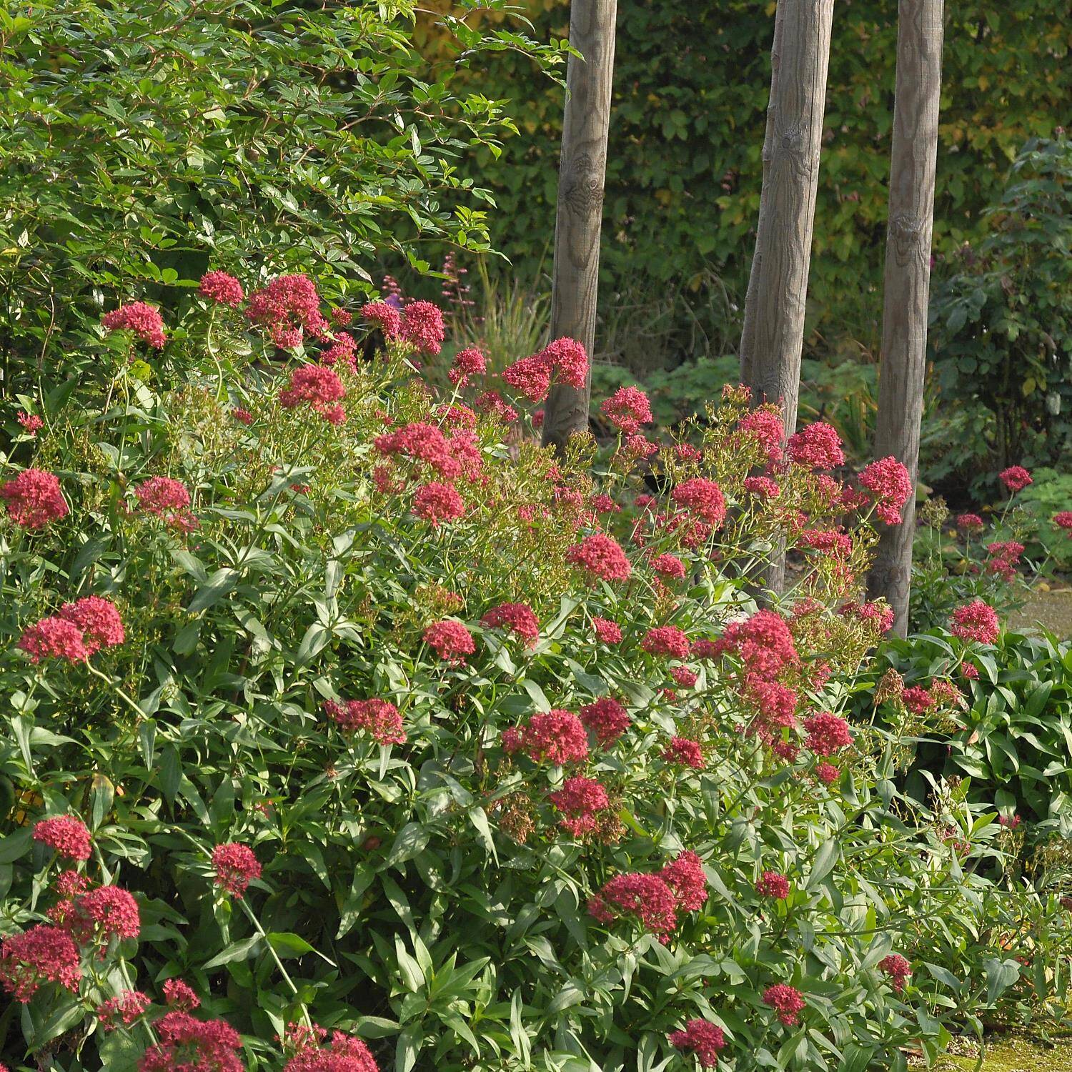 Rotblühende Spornblume 'Coccineus' - Centranthus ruber 'Coccineus'