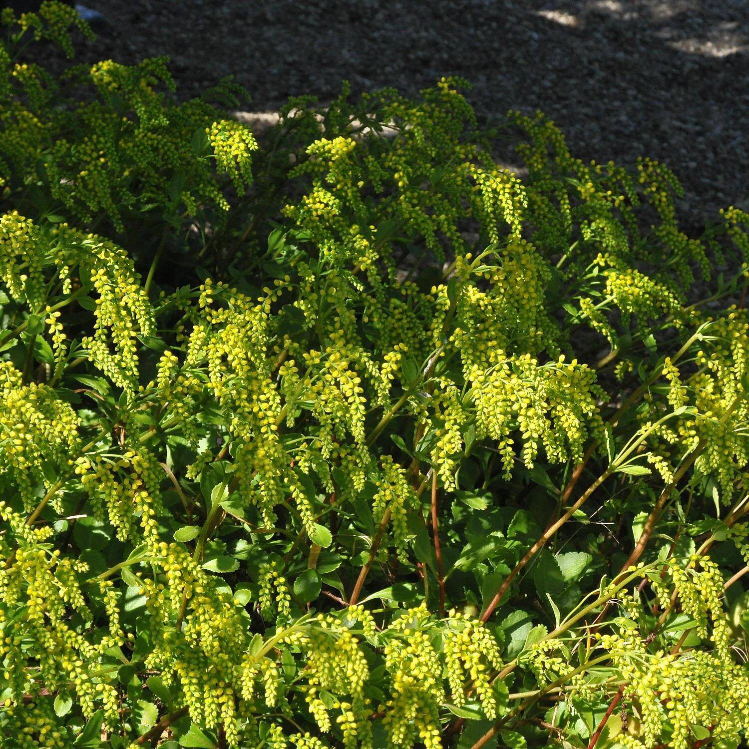  Goldtröpfchen - Chiastophyllum oppositifolium