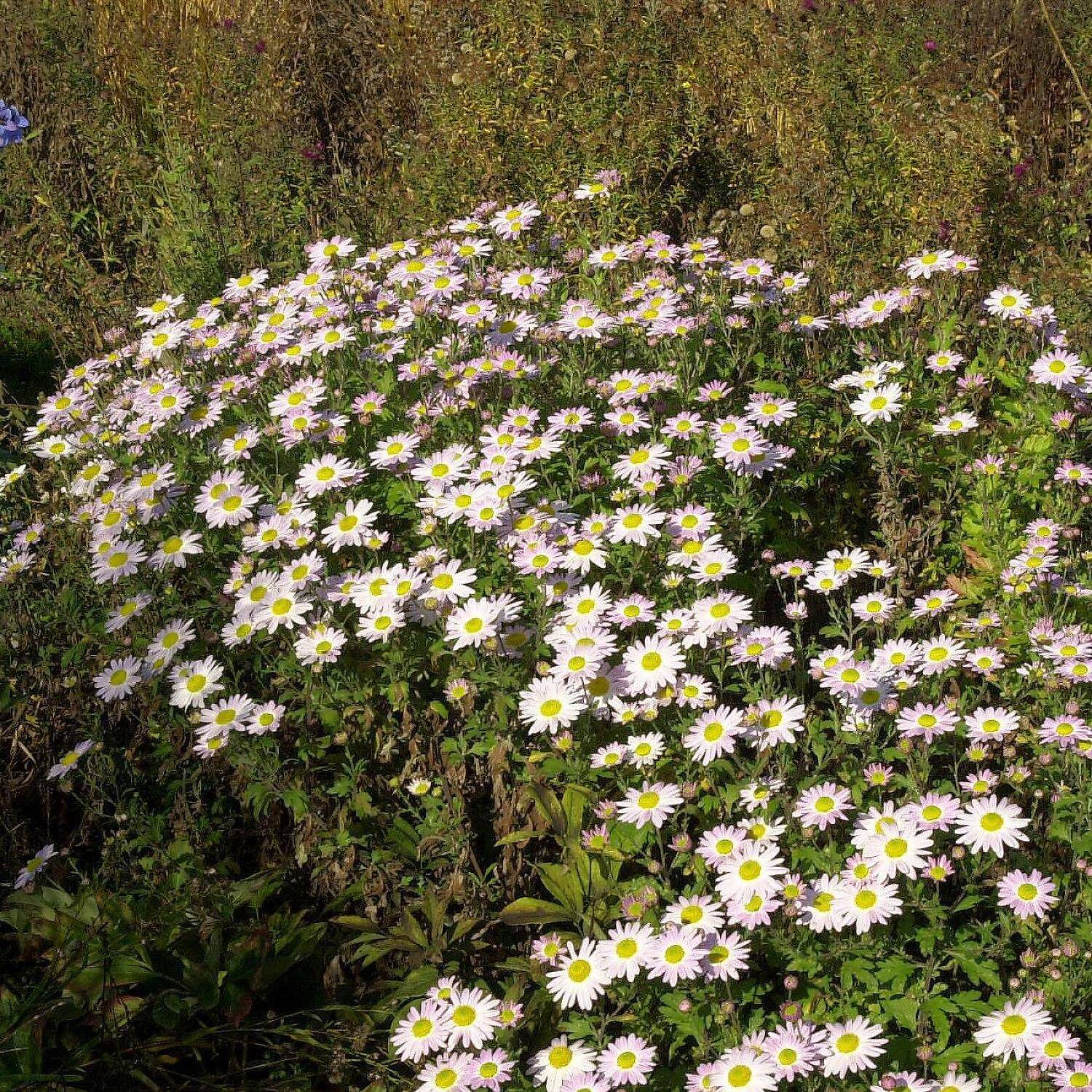 Kategorie <b>Stauden </b> - Nordlandmargerite 'Stella' - Chrysanthemum arcticum 'Stella'