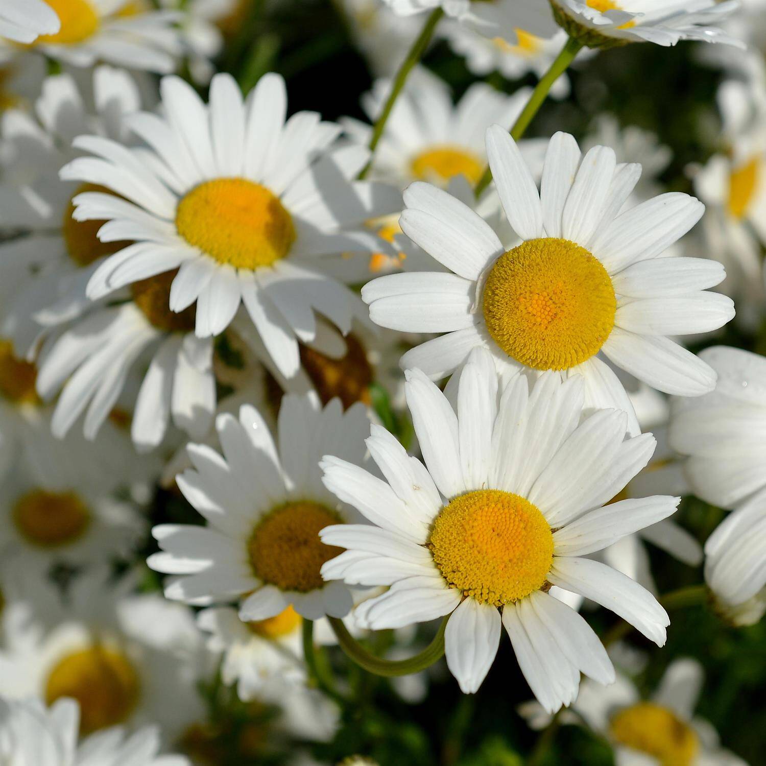 Kategorie <b>Stauden </b> - Margerite 'Maikönigin' - Chrysanthemum leucanthemum 'Maikönigin'
