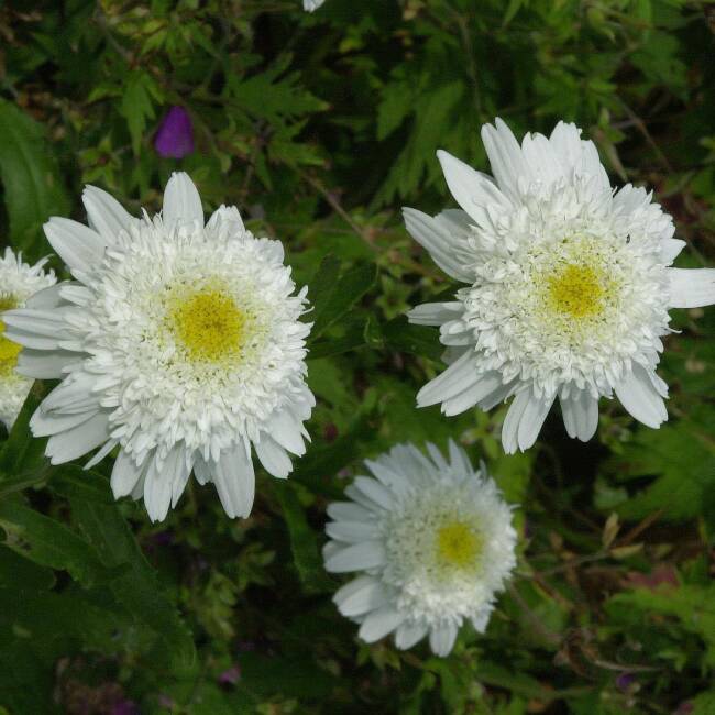 Chrysanthemum maxim. Wirral Supreme