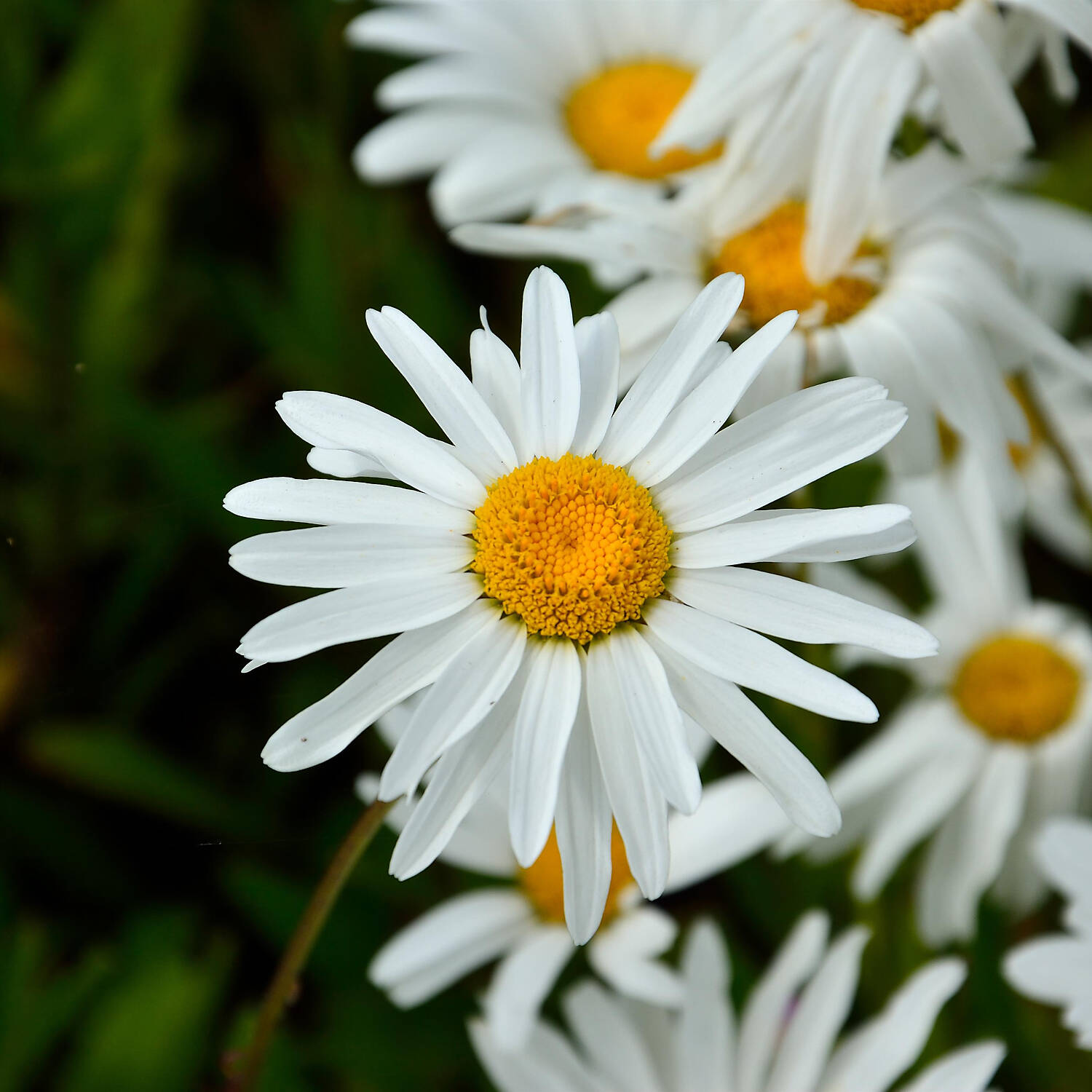  Zwergige Garten-Margerite 'Silberprinzeßchen' - Chrysanthemum maximum 'Silberprinzeßchen'