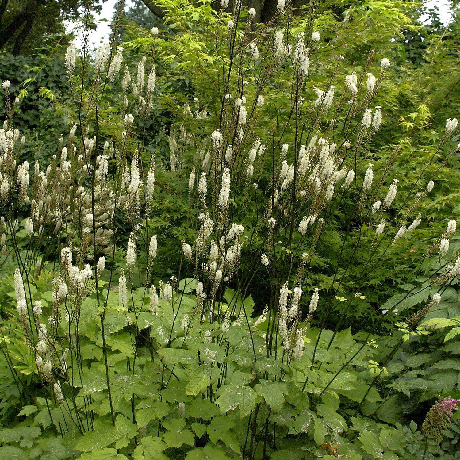  Lanzen Silberkerze - Cimicifuga racemosa var.cordifolia