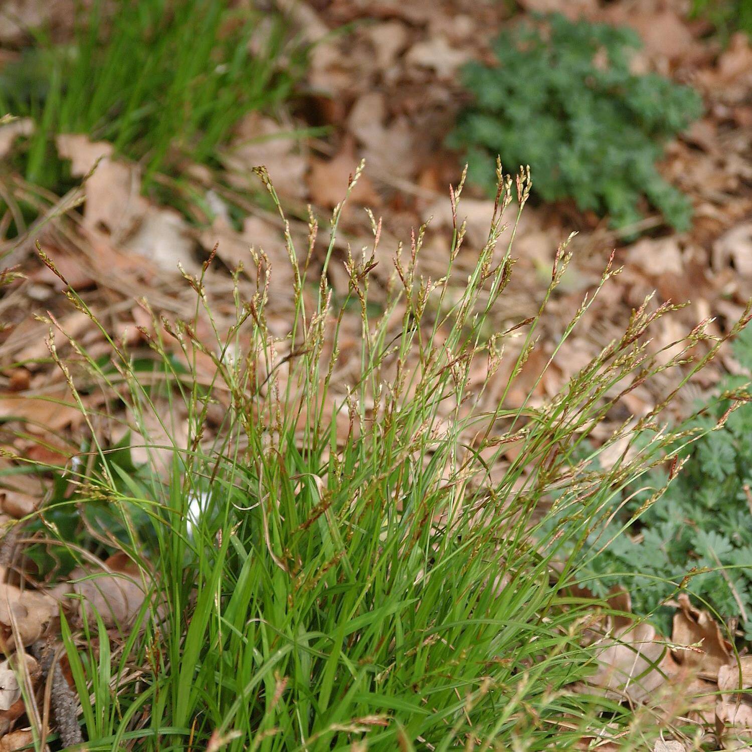 Kategorie <b>Gräser </b> - Finger-Segge - Carex digitata